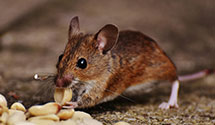 Find Exterminators in Boyle County